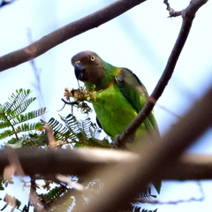 Red-Cheeked Parrot photo 1