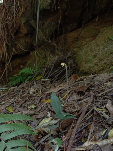 Image of Zeuxine nervosa by (c) jimmy, some rights reserved (CC BY)