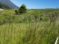 Melica imperfecta