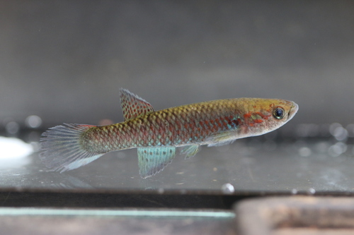 Guinean killi (Archiaphyosemion guineense) — Nothobranchiidae