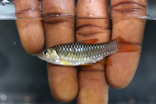 Dazzling barb (Enteromius ablabes) — Cyprinidae — 4