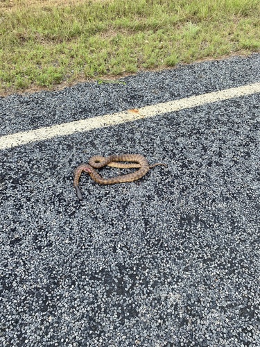 Black-headed Python sighting