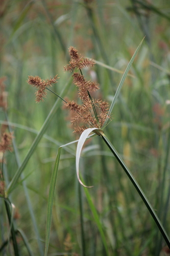 Finger Flatsedge (Cyperus digitatus)