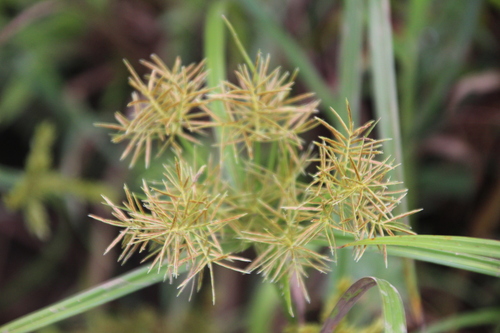 Maculated Sedge (Cyperus maculatus)