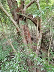 Crataegus brachyacantha