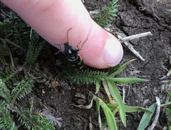 Selatosomus suckleyi