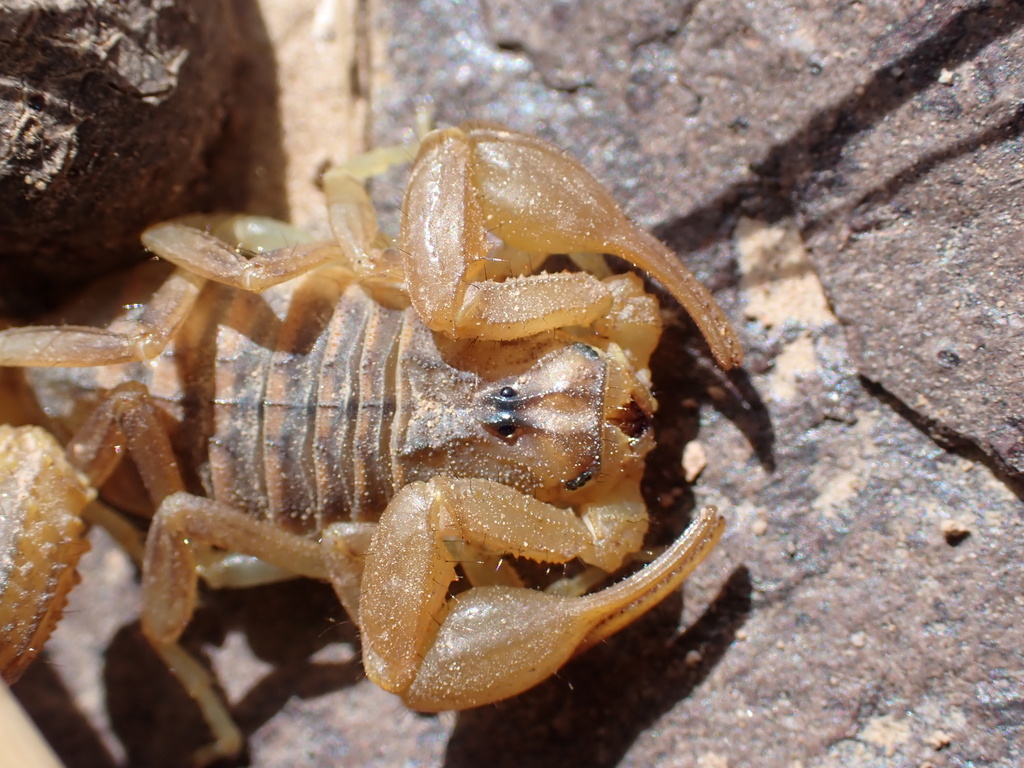 Mesobuthus kaftani