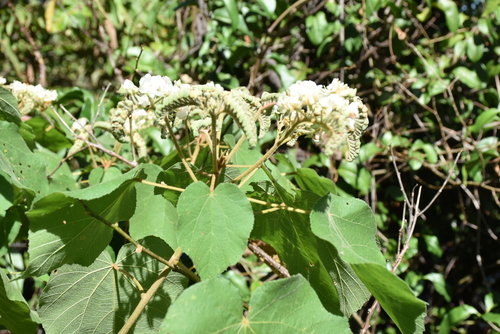 Dombeya borraginea