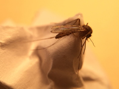 Wyeomyia mitchellii