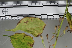 Puccinia lapsanae
