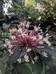 Clerodendrum quadriloculare