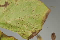Puccinia lapsanae