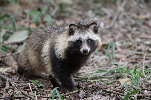 Japanese Raccoon Dog (Nyctereutes viverrinus) · iNaturalist