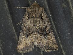 Hexorthodes nipana