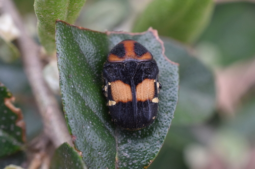 Gametis bealiae