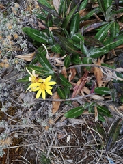 Robinsonecio gerberifolius