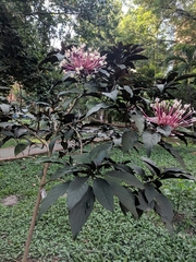 Clerodendrum quadriloculare