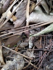 Eleutherodactylus campi