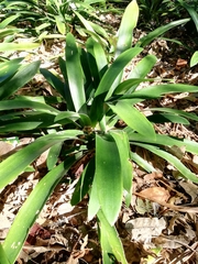 Clivia miniata miniata
