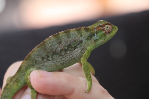 Ruppell's Desert Chameleon, Trioceros affinis
