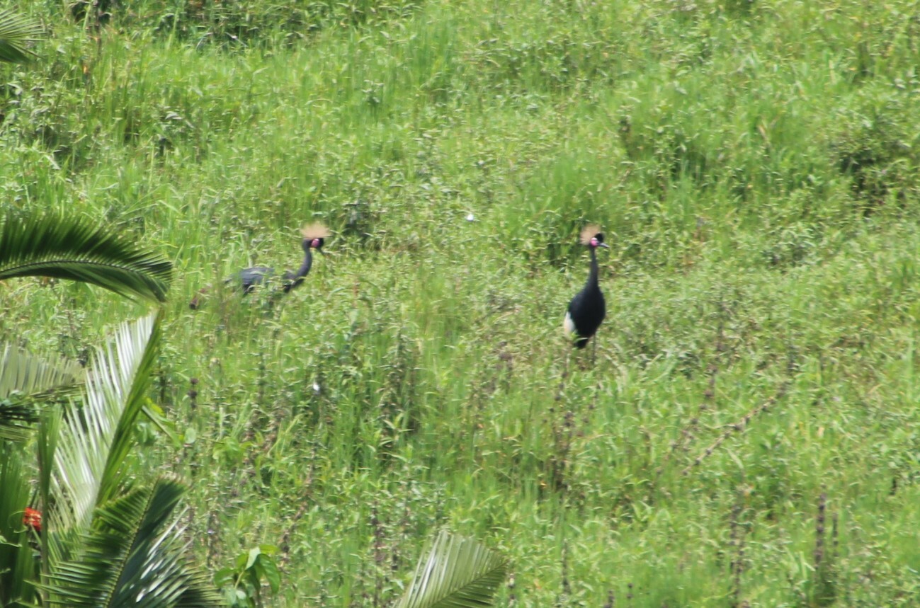 Black Crowned Crane