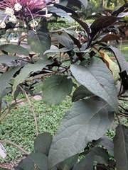 Clerodendrum quadriloculare