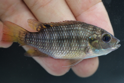 Louka tilapia (Coptodon louka) — Cichlidae — 3