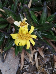 Robinsonecio gerberifolius