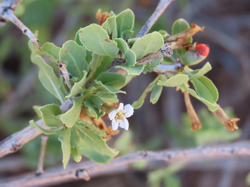 Image of Lycium eenii by no rights reserved