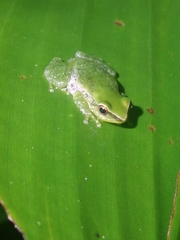 Pristimantis omeviridis