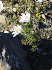 Tripleurospermum inodorum