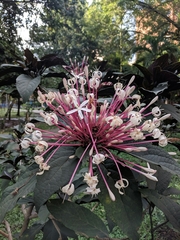 Clerodendrum quadriloculare