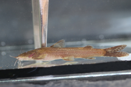 Mountain catfish (Amphilius platychir) — Amphiliidae