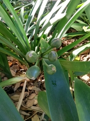 Clivia miniata miniata