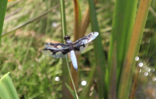 Portia Widow