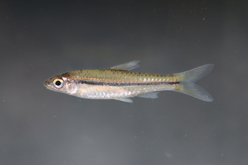 Bates' labeo (Prolabeo batesi) — Cyprinidae