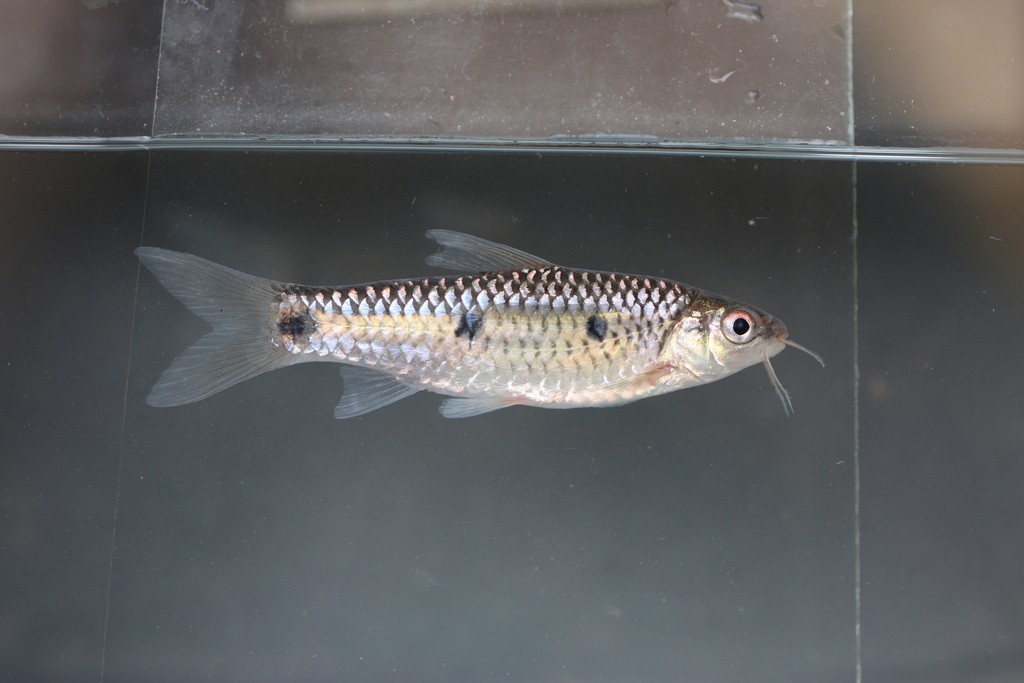 Southern African Barbs from Karim Lamido, Taraba, Nigeria on February ...