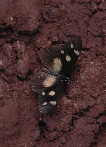 Lycoa Acraea