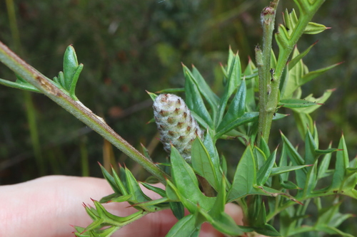 Image of Grevillea acanthifolia by (c) Thomas Mesaglio, some rights reserved (CC BY)