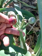Clivia miniata miniata