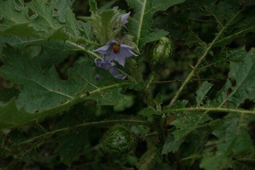 Nightshade (Solanum dasyphyllum)