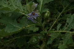 Solanum dasyphyllum, photograph Erwin Sieben, CC0, iNaturalist via GBIF