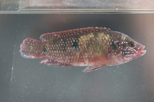 Jewel cichlid (Hemichromis guttatus) — Cichlidae — 5