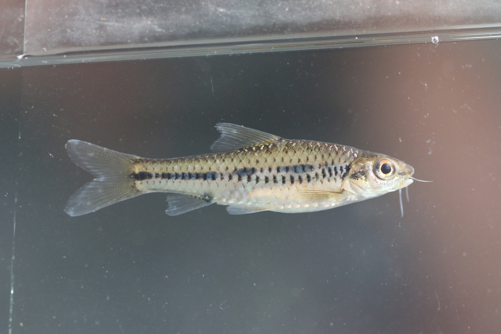 Striped African barb (Enteromius sublineatus) — Cyprinidae