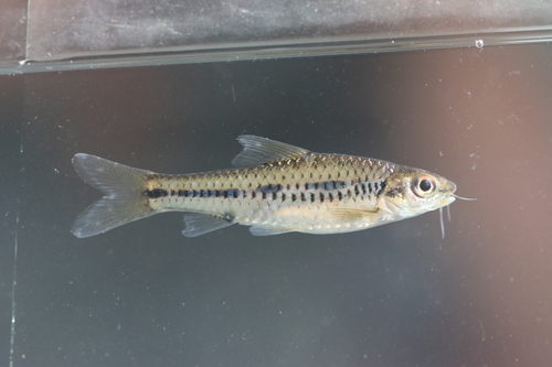 Gestreepte barbeel (Enteromius sublineatus) — Cyprinidae