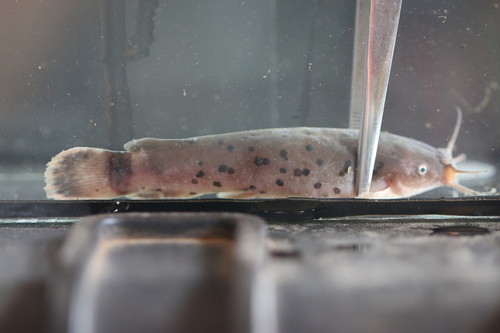Benin electric catfish (Malapterurus beninensis) — Malapteruridae — 4