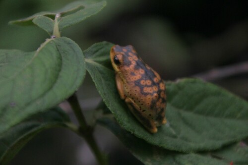 Common Reed Frog