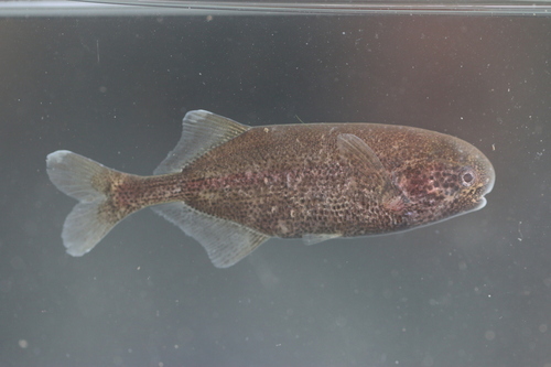 Elephant Fish (Pollimyrus isidori) — Mormyridae
