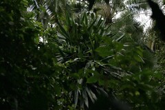Dracaena steudneri, photograph author not stated, no rights reserved