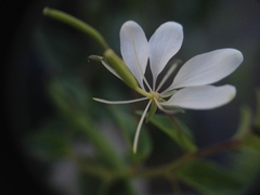 Cleome aculeata